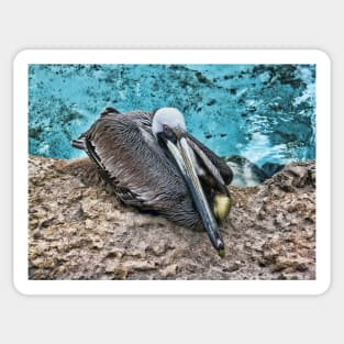 Resting Pelican Sticker